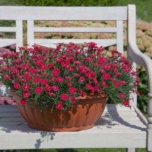 02178-Dianthus-Pillow-Red-Ambiente