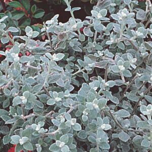 Helichrysum-Silver-