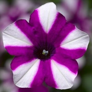 Petunia-Hybrida-Shortcake-Blueberry