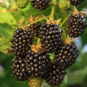 Rubus-fruticosus-Black-Satin-