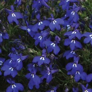 lobelia-erinus-sweet-springs-blue-block