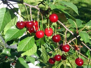 seedri-puukool-hapu-kirsipuu-cerasus-vulgaris-lati-madal