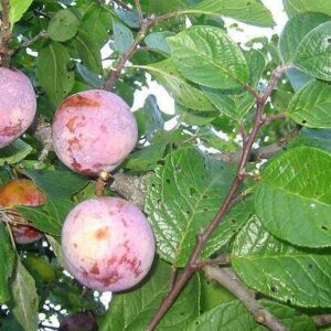 seedri-puukool-ploomipuu-prunus-marjamaa-block