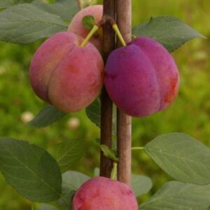 seedri-puukool-ploomipuu-prunus-polli-viljakas-block