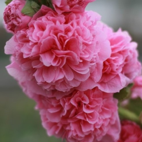 Alcea-rosea-Chaters-Pink