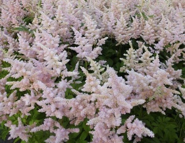 Astilbe-japonica-Europa