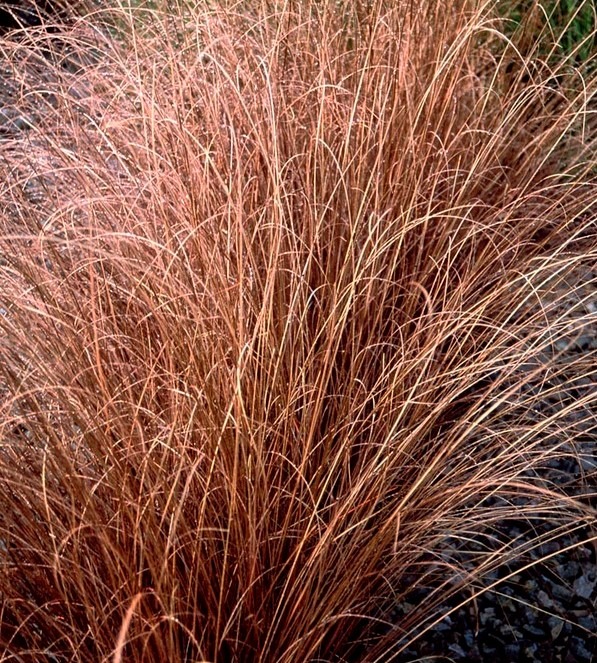 Carex-Red-Rooster-1