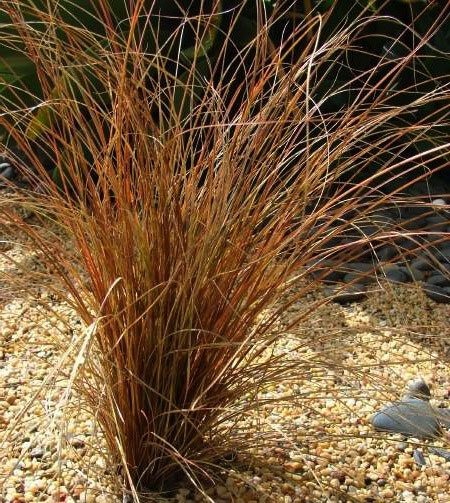 Carex-bronco