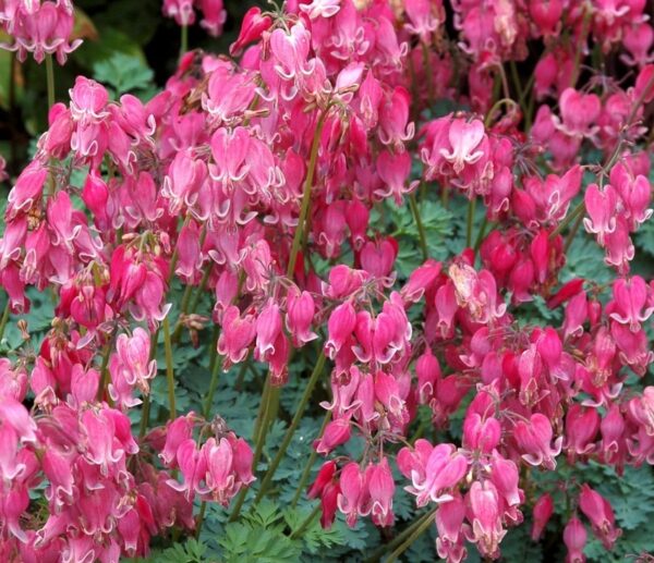 Dicentra-King-of-Hearts-1