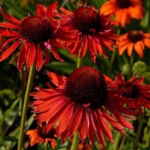 Echinacea-Red-Pearl-