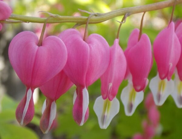 dicentra-sweet-hearts