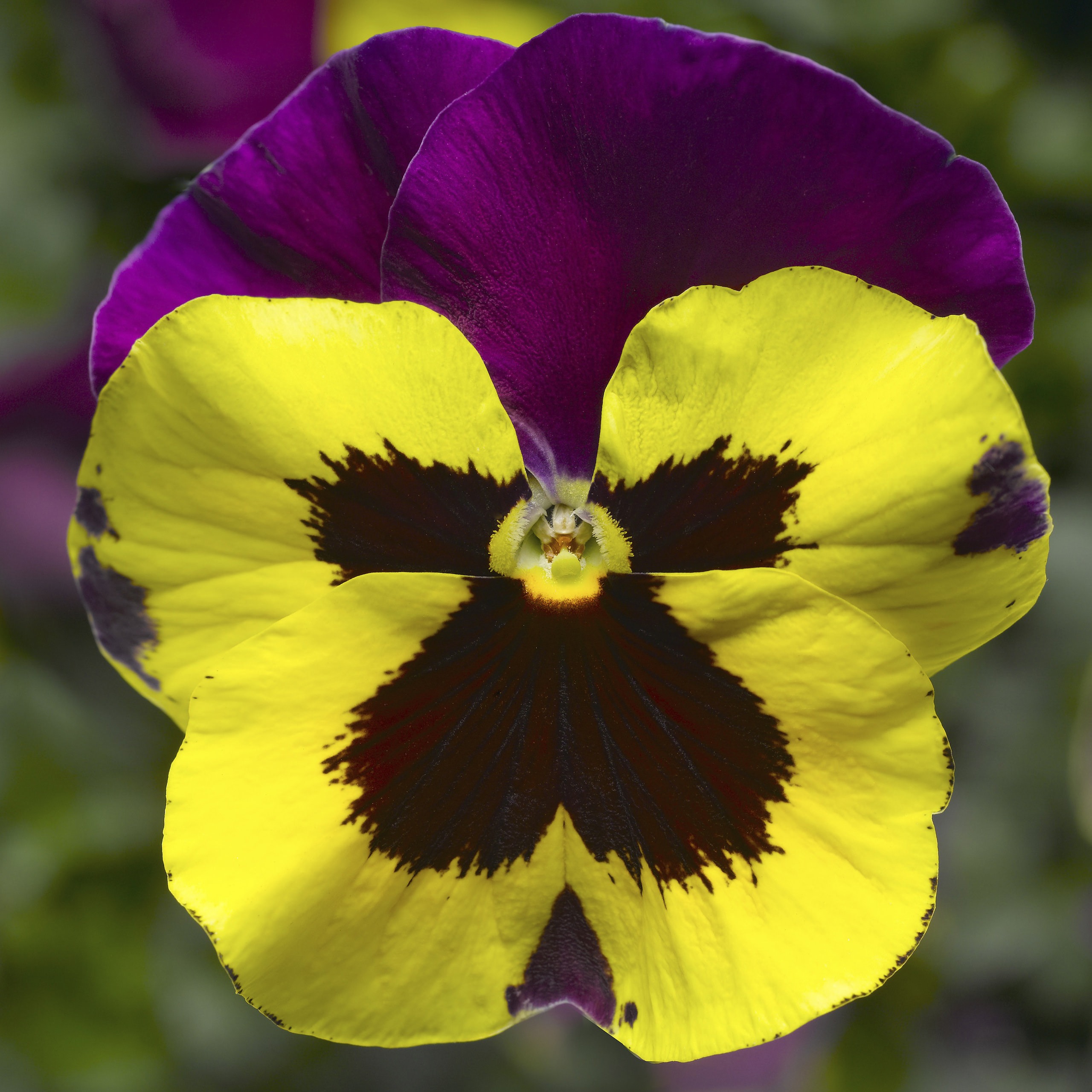 'Yellow with Purple'