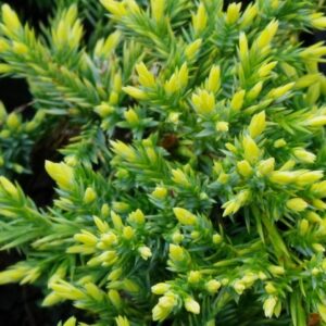 Juniperus-squamata-Dream-Joy