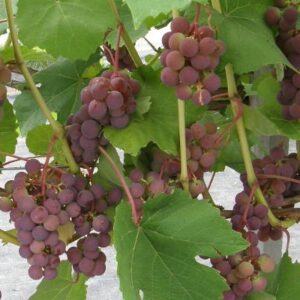 seedri-puukool-viinapuu-vitis-sirvinta