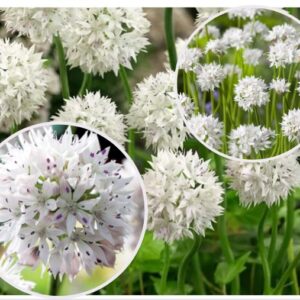 Allium-amplectens-Graceful