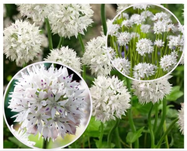 Allium-amplectens-Graceful