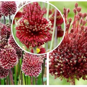 Ametuestlauk-Red-Mohican-Allium-amethystinum