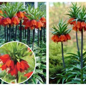 Harilik-puevilill-keisrikroon-Rubra-Maxima-Fritillaria-imperialis