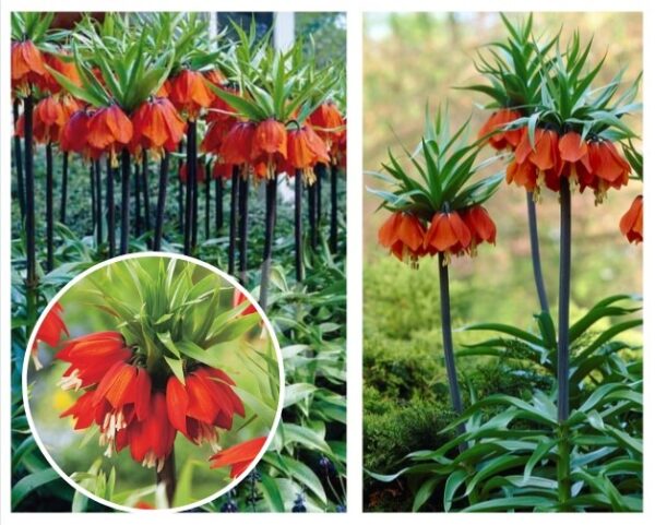 Harilik-puevilill-keisrikroon-Rubra-Maxima-Fritillaria-imperialis