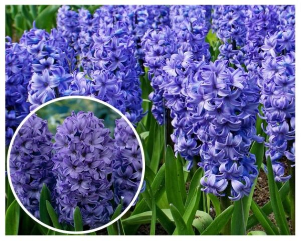 Idahueatsint-Delft-Blue-Hyacinthus-orientalis