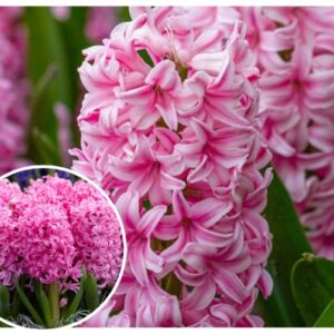 Idahueatsint-Pink-Pearl-Hyacinthus-orientalis
