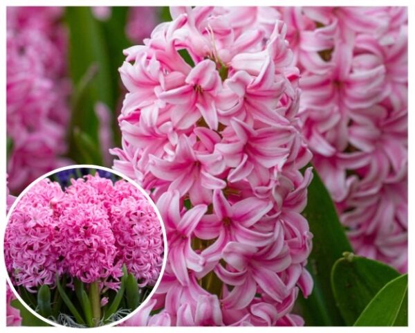 Idahueatsint-Pink-Pearl-Hyacinthus-orientalis