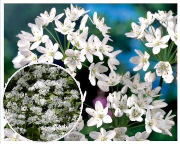 Naapoli-lauk-Allium-neapolitanum
