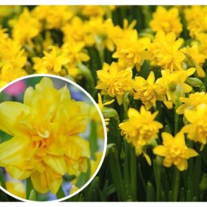 Narcissus-TeTE-BOUCLe