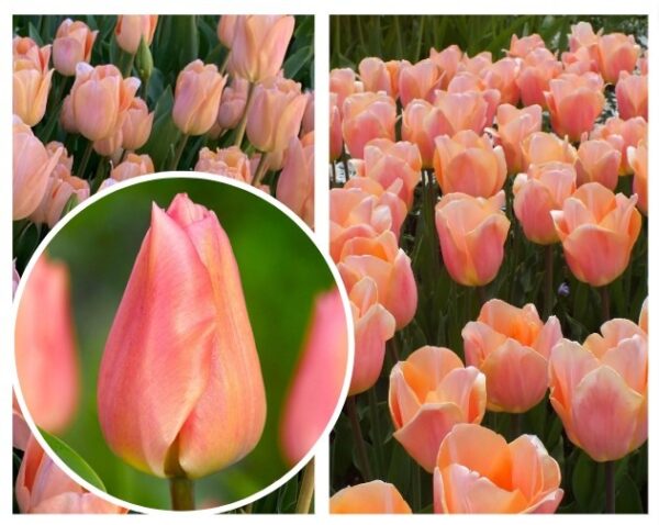 Tulipa-APRICOT-BEAUTY