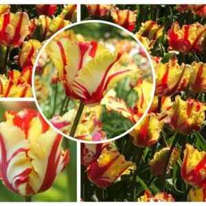 Tulipa-FLAMING-PARROT