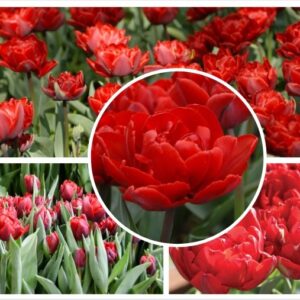 Tulipa-RED-PRINCESS