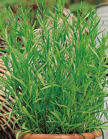 Artemisia-Pfefferkorn