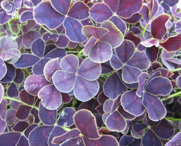 Trifolium-repens-Purpurascens-Quadrifolium-1