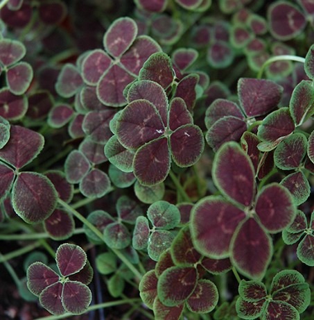 Trifolium-repens-Purpurascens-Quadrifolium