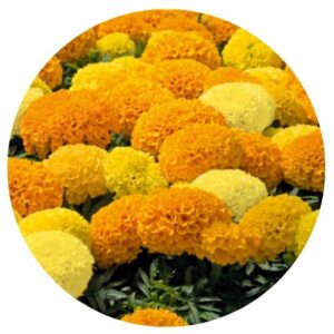 tagetes-erecta-discovery-3