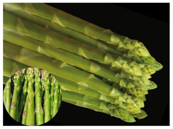 Asparagus-Xenolim
