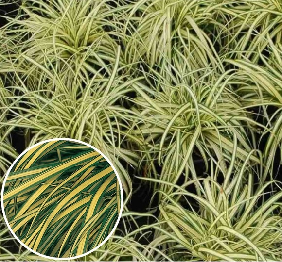 Carex-oshimensis-Evergold-1