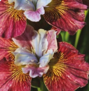 Painted-women-iris-siberica