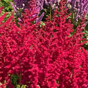 astilbe-red-skyscaper