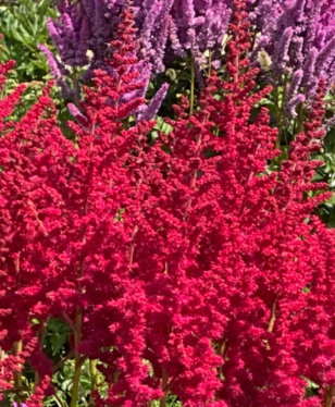 astilbe-red-skyscaper