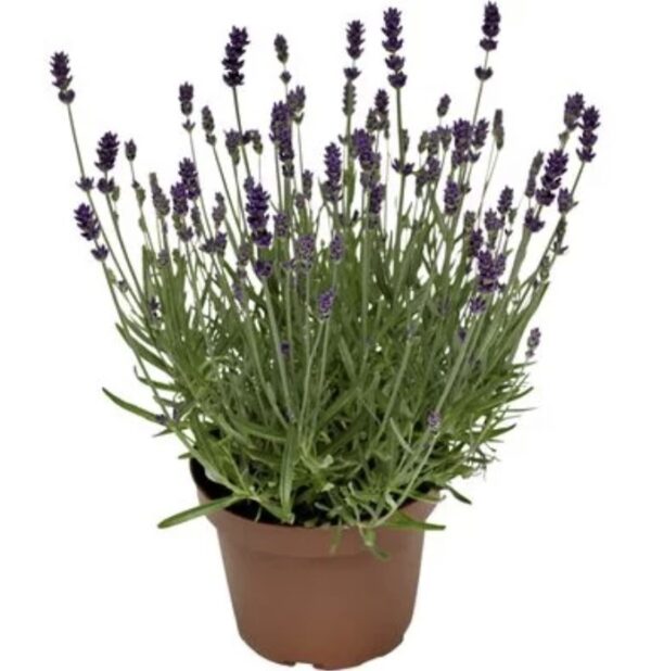 Lavandula-angustifolia-Vintro-Compact-Iris