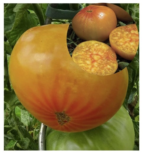 Solanum-lycopersicum-Ananas