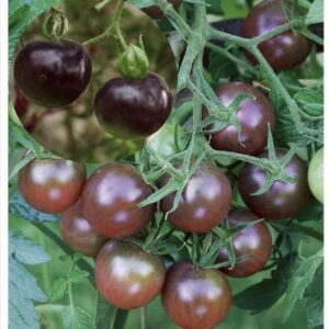 Solanum-lycopersicum-Black-Cherry