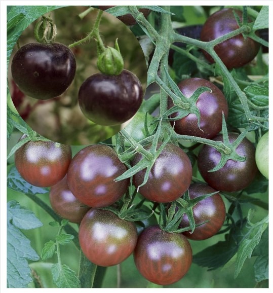 Solanum-lycopersicum-Black-Cherry
