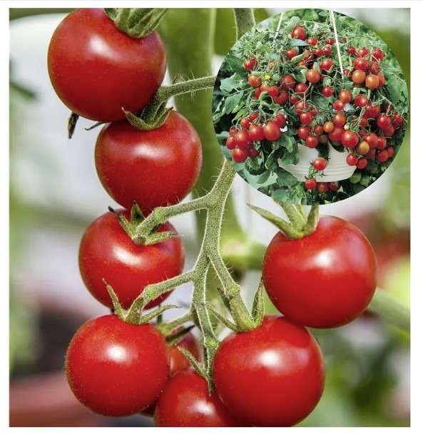 Solanum-lycopersicum-Brasil-Red