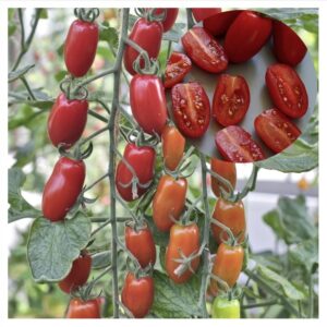 Solanum-lycopersicum-San-Marzano