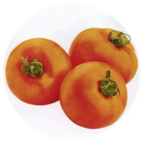 Solanum-lycopersicum-Siive