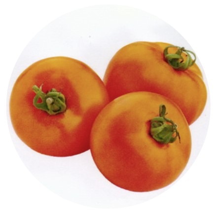 Solanum-lycopersicum-Siive