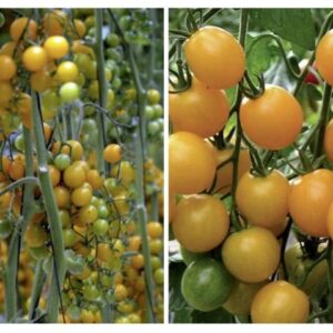 Solanum-lycopersicum-Summer-Sun