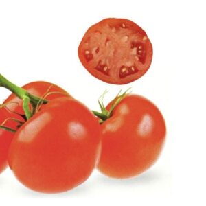 Solanum-lycopersicum-Terma